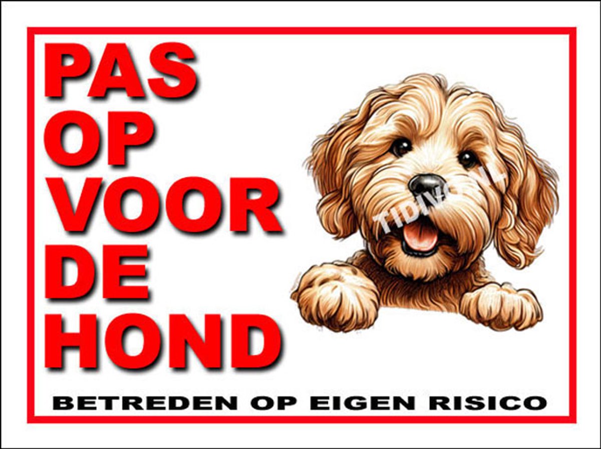 Labradoodle 13