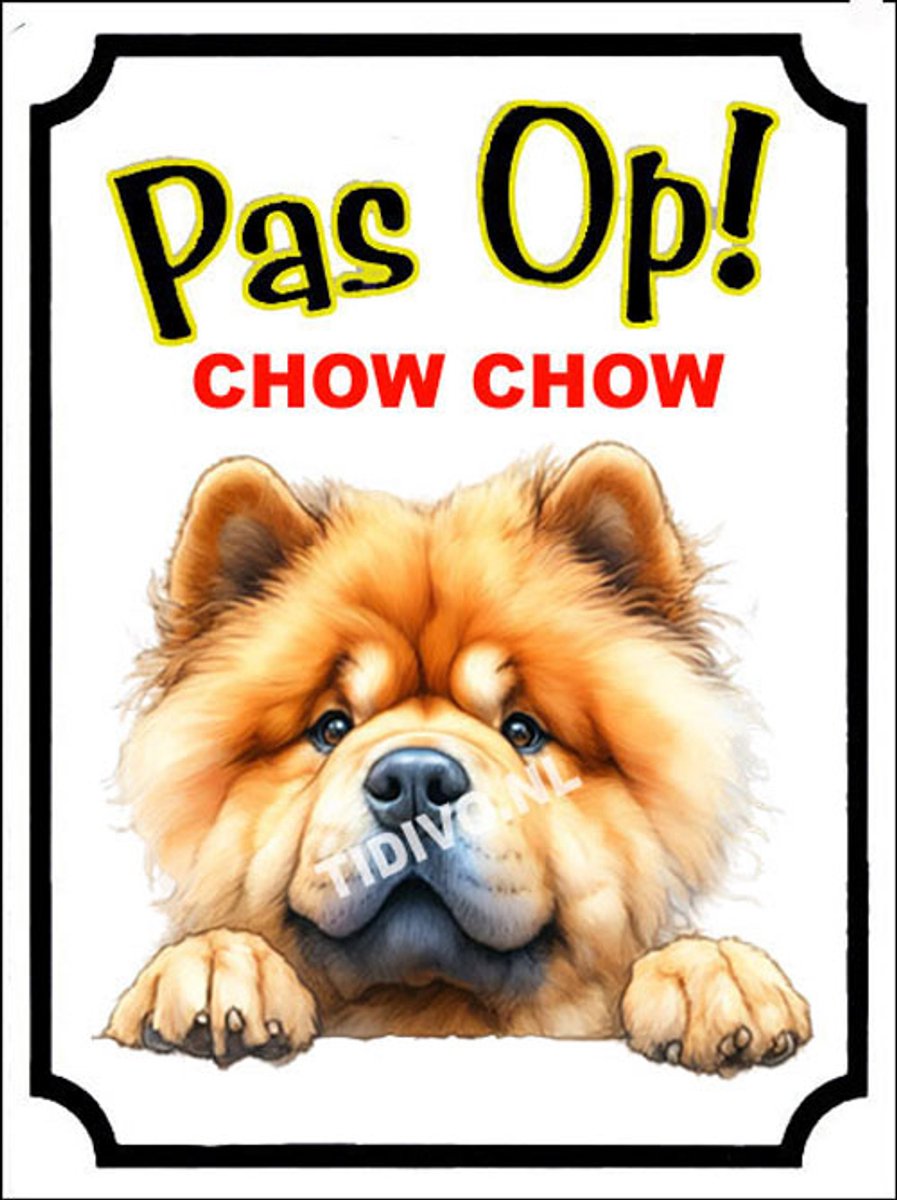 Chow Chow 16