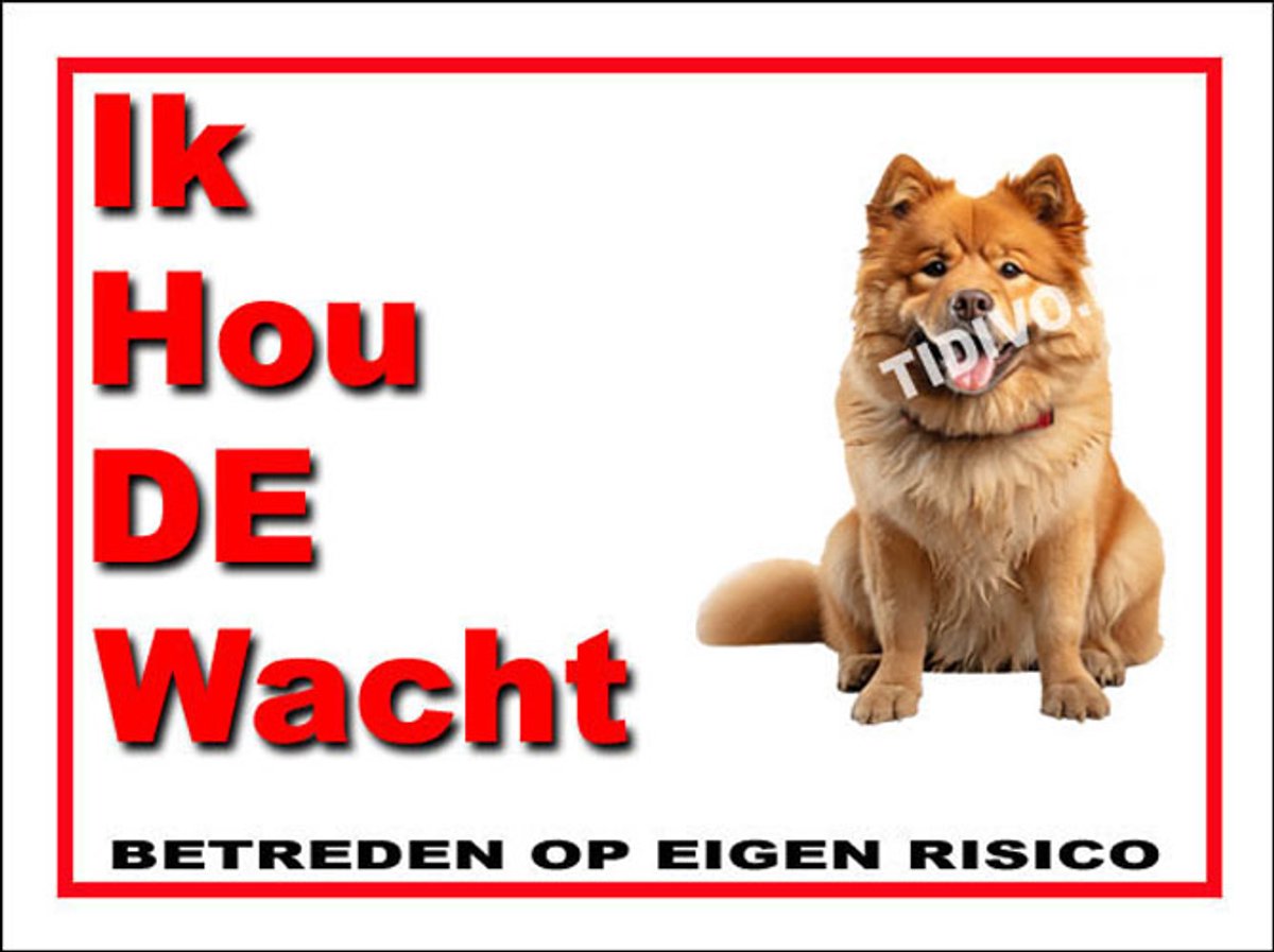 Chow Chow 7