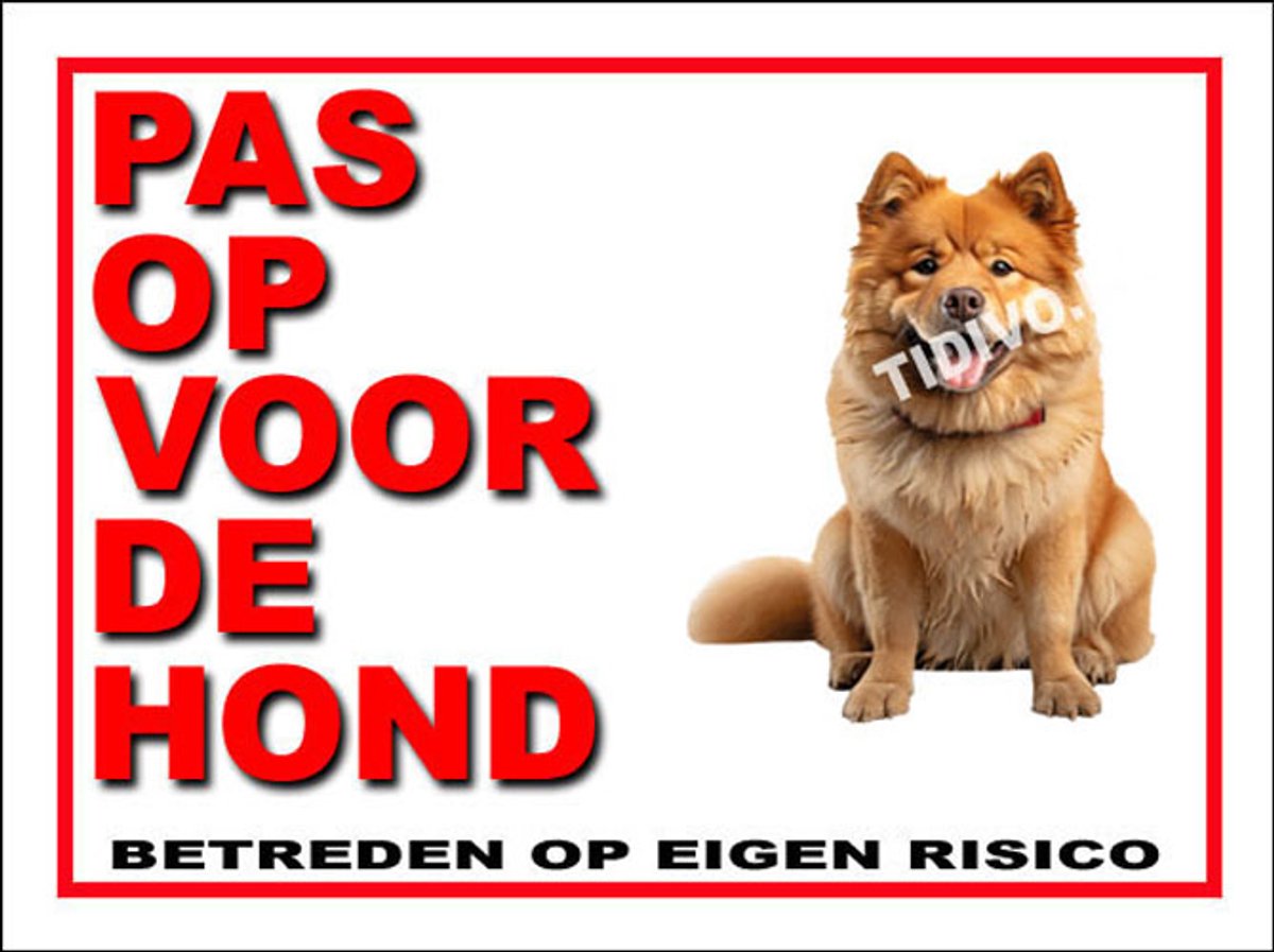 Chow Chow 13