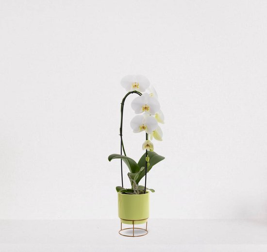 Phalaenopsis Cascade wit kopen
