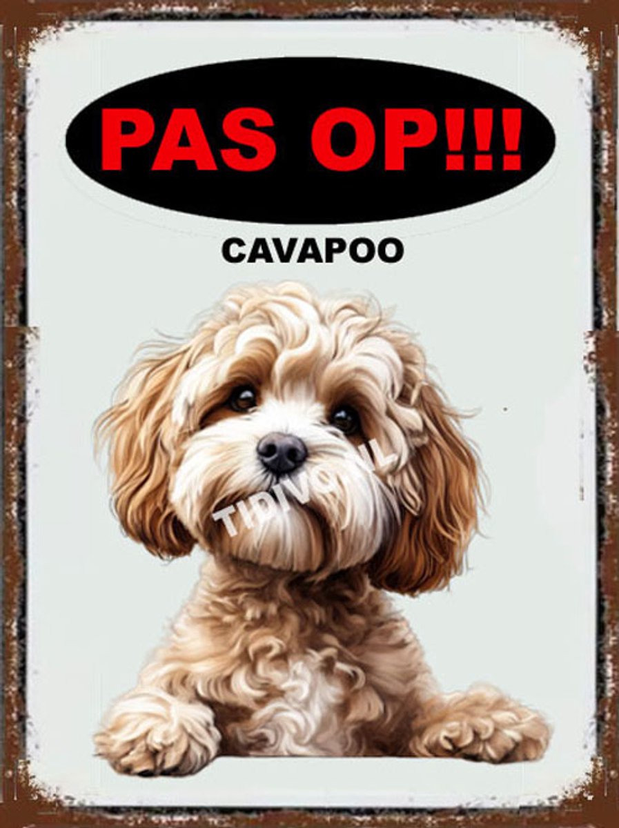 Cavapoo 17