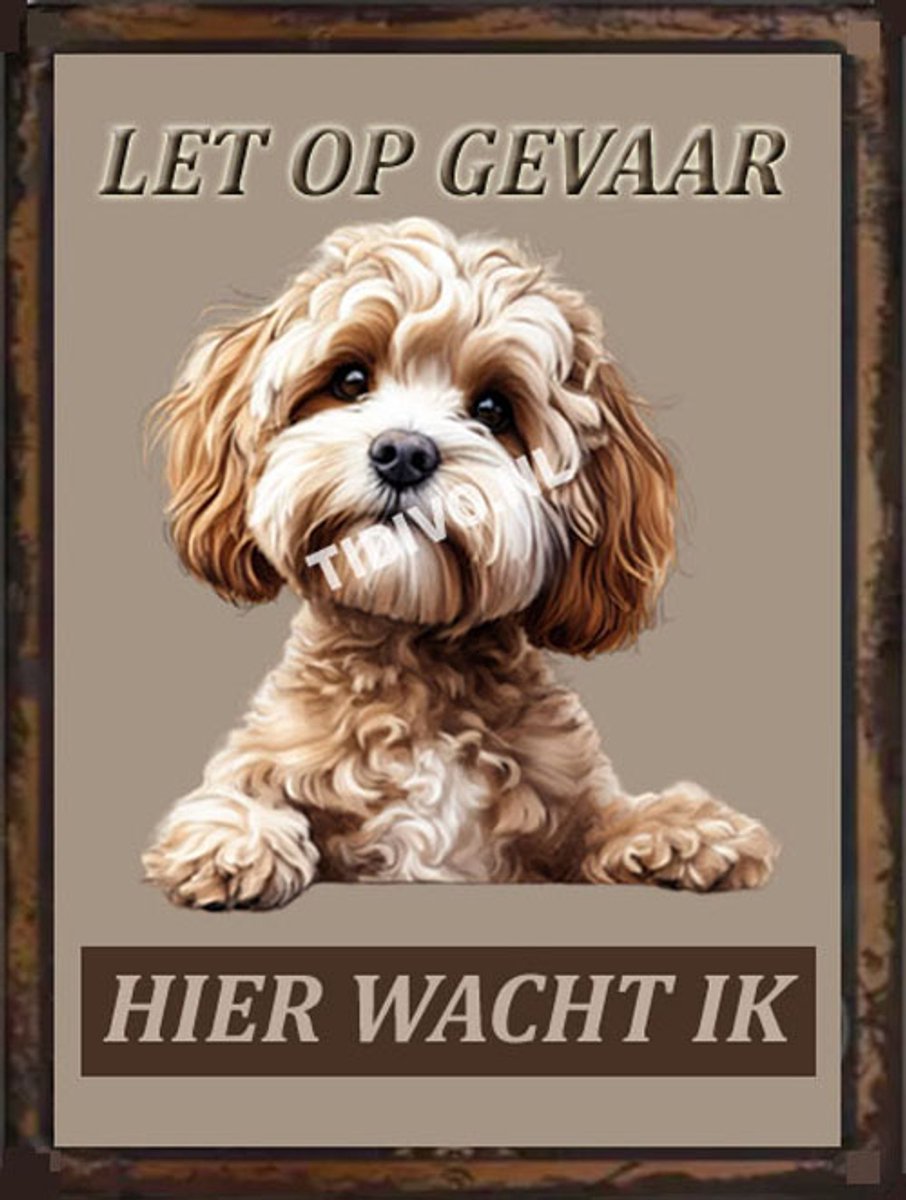 Cavapoo 18