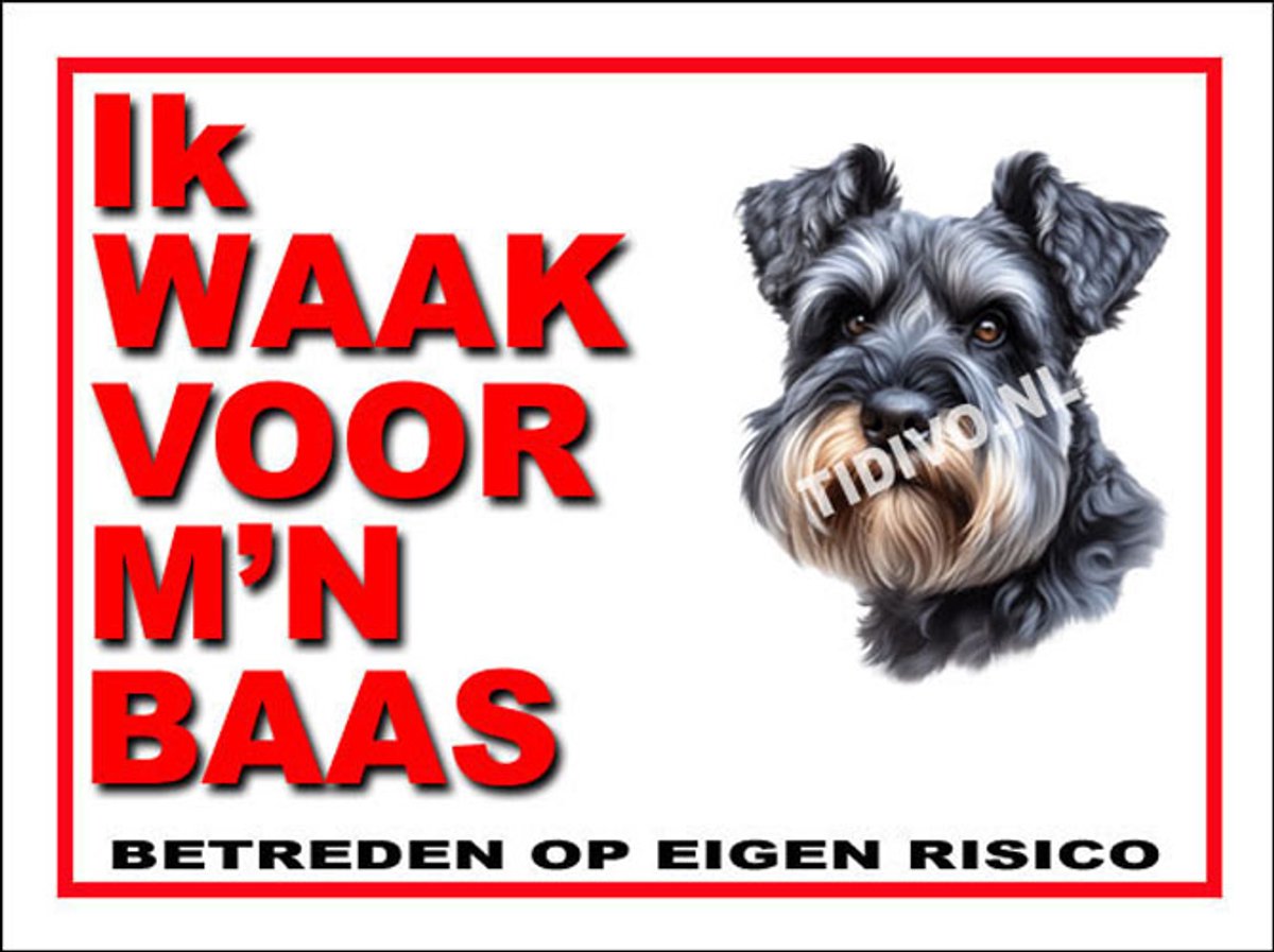 Cesky Terrier 9