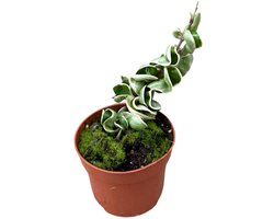 Hoya Compacta Variegata Kamerplant Potmaat Ø10,5 cm |Vers Van De Kweker