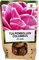 Tulpenbollen Columbus – 20 Stuks | KH Bloembollen® | Roze-Witte Dubbele Pioentulp – Elegant & Vol – Voor Tuin of Pot – Maat 11/12 – Vers van de Teler!