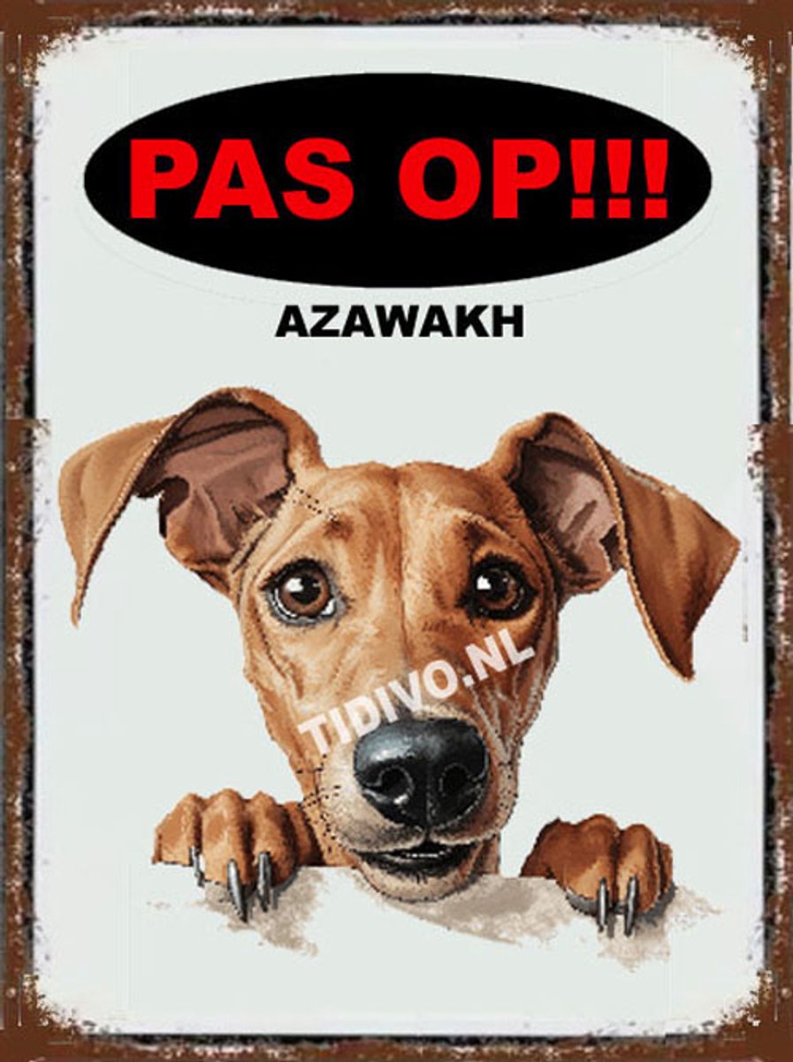 Azawakh 17