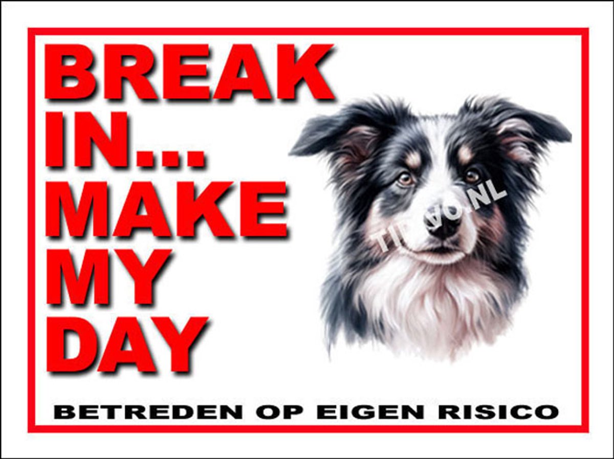 Border Collie 1