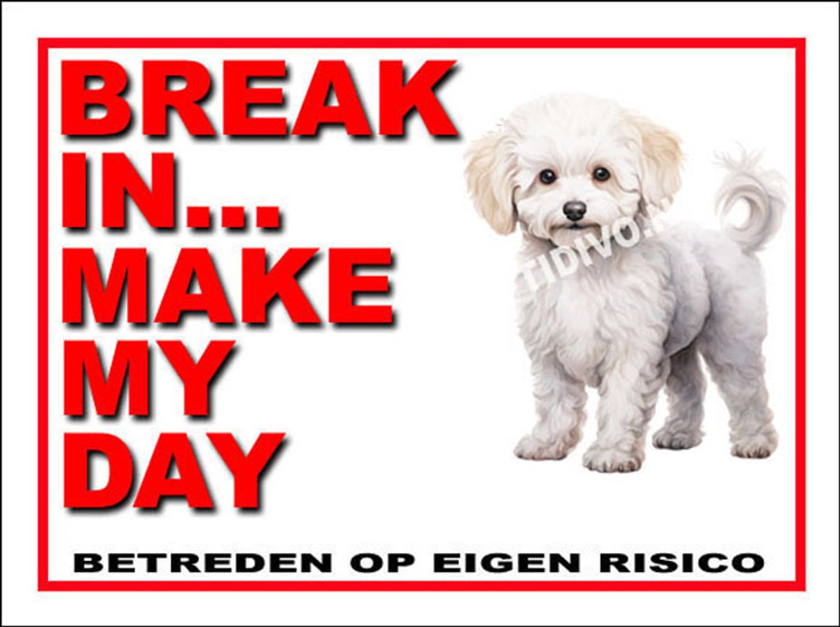 Bichon frisé 1