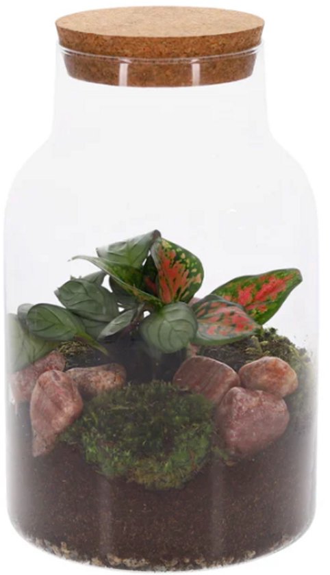 Terrarium - kant en klaar - gesloten Ecosyteem - The Green Bottle Garden