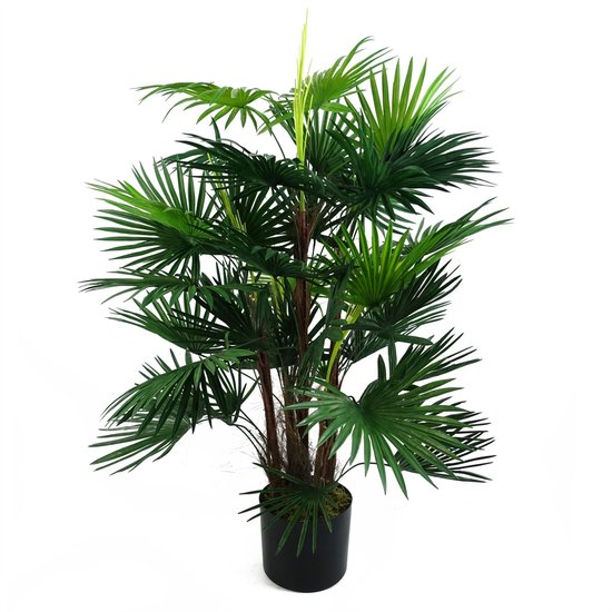 Mexicaanse waaierpalm - Washingtonia robusta - Hoogte 70-90cm - ⌀21cm