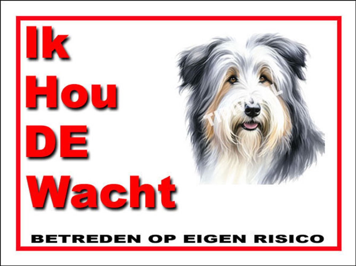 Bearded Collie 7