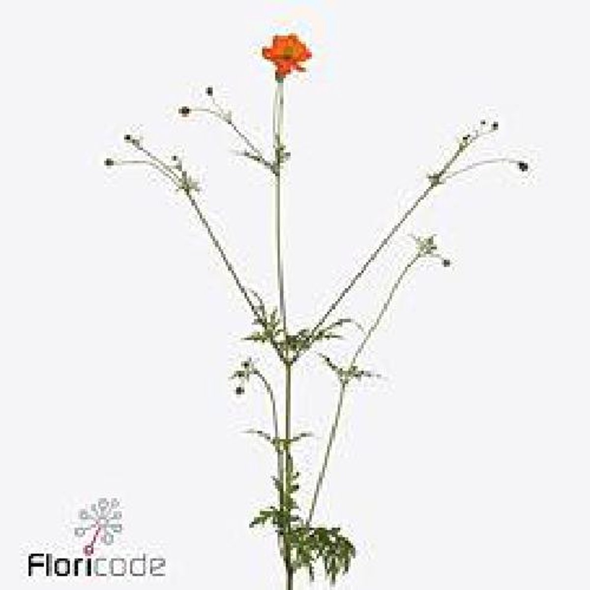 10x Cosmos orange flame 60cm