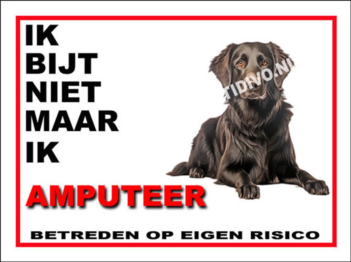 Flatcoated Retriever 5