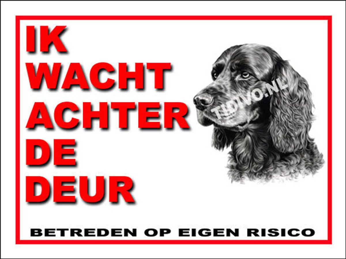 Engelse Cocker Spaniel 10