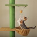 Kitten in een bruin mandje, speelt met een gele bal aan een touwtje, op een groene krabpaal.