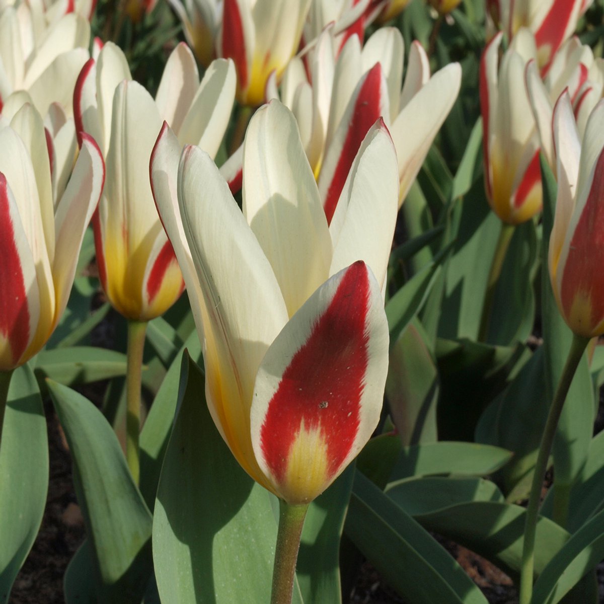Tulp The First | Kaufmanniana | Rood | Wit | Tulpenbollen