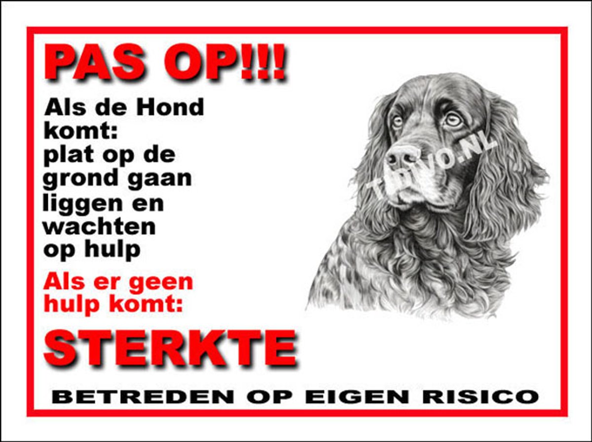 Field Spaniel 12