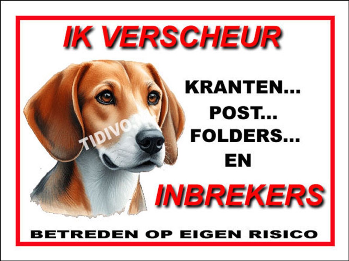 Engelse Foxhound 8