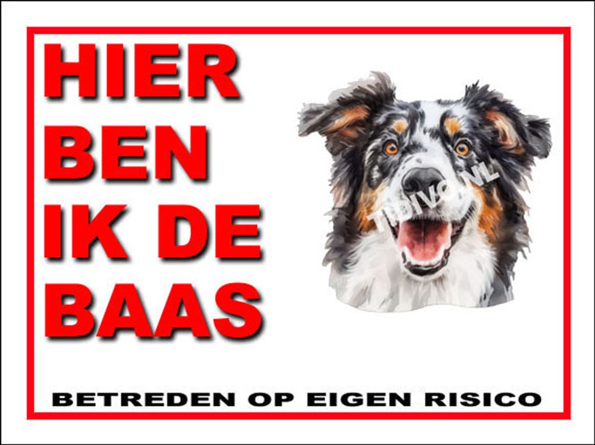 Engelse Shepherd 2