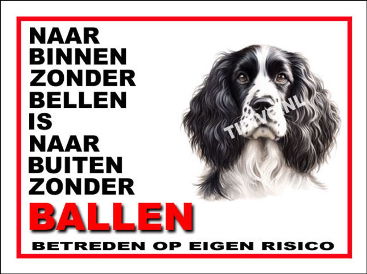 Engelse Springer Spaniel 11