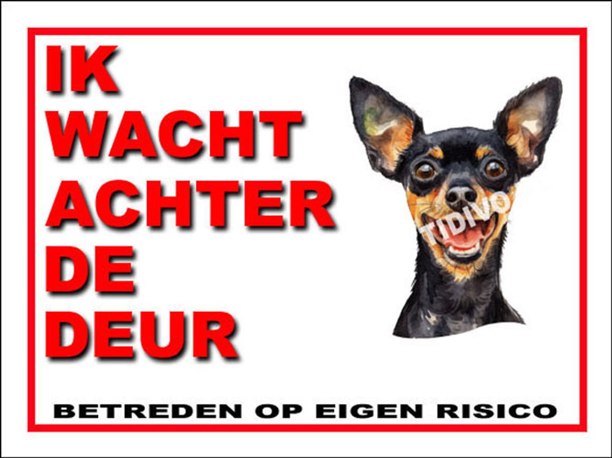 Engelse Toy Terrier 10