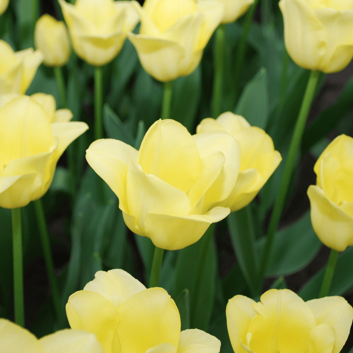 Tuinplantenshop.com | Tulpenbollen 'World Friendship' | 20 Stuks | Lichtgele Tulp - Ø5cm - 30-50cm hoog - Bloembol - Tuinplant