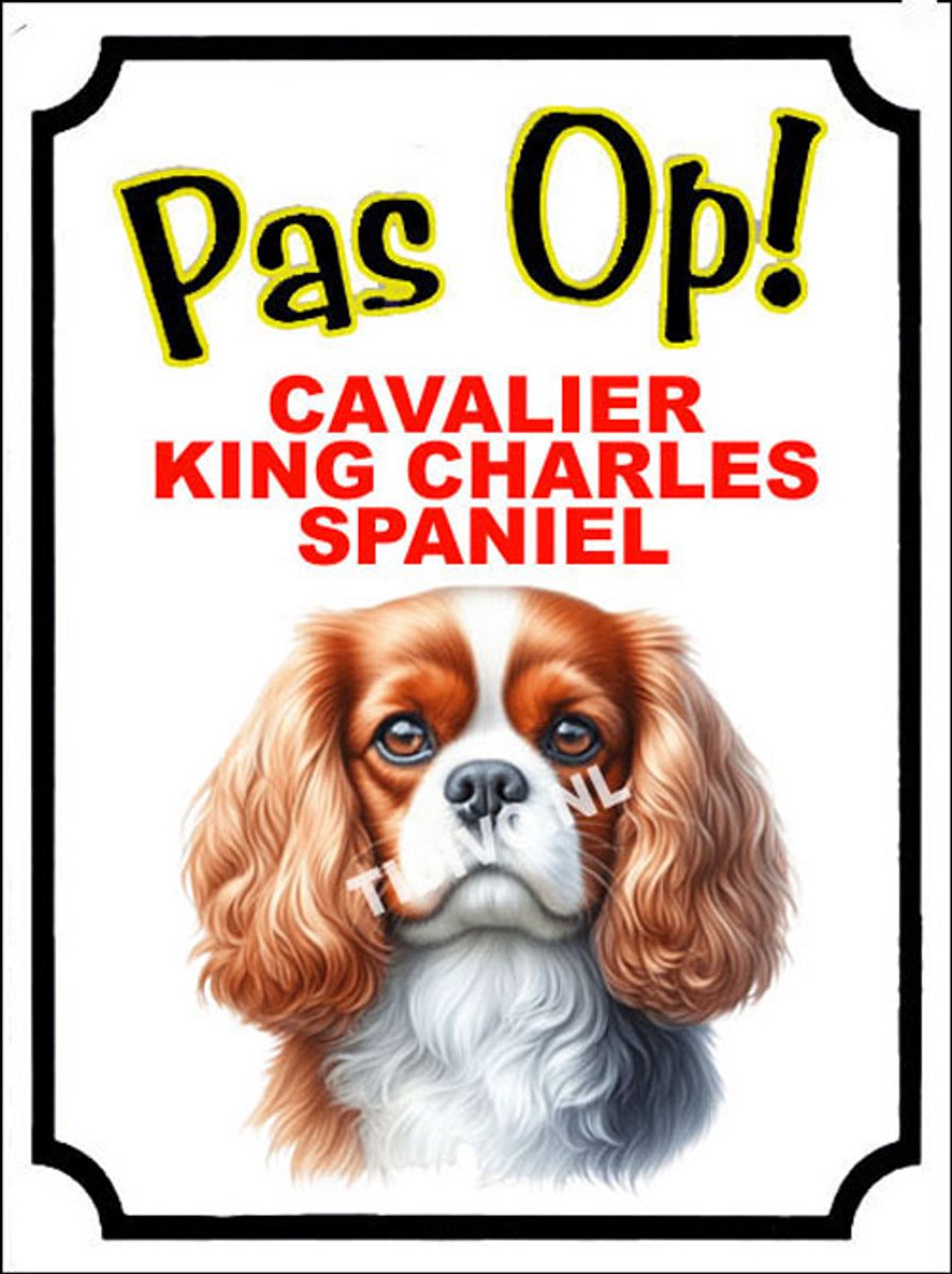 Cavalier King Charles Spaniël 16