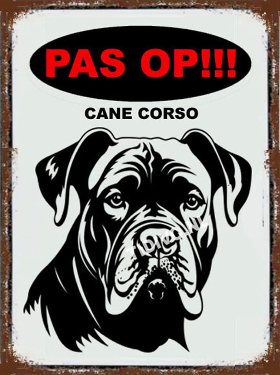 Cane Corso 17