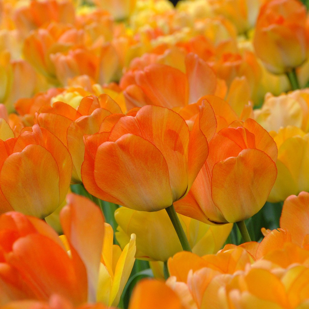 Tulp Daydream | 10 stuks | Geel | Oranje | Tulpenbollen
