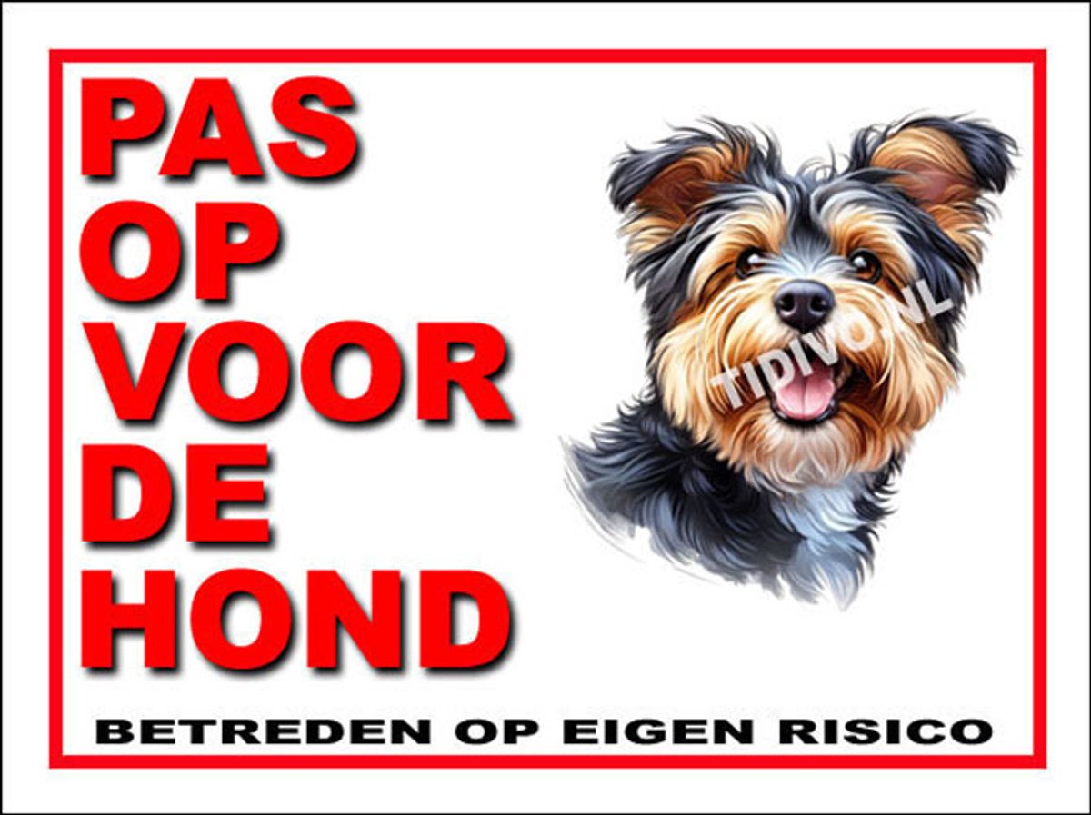 Australian Terrier 13