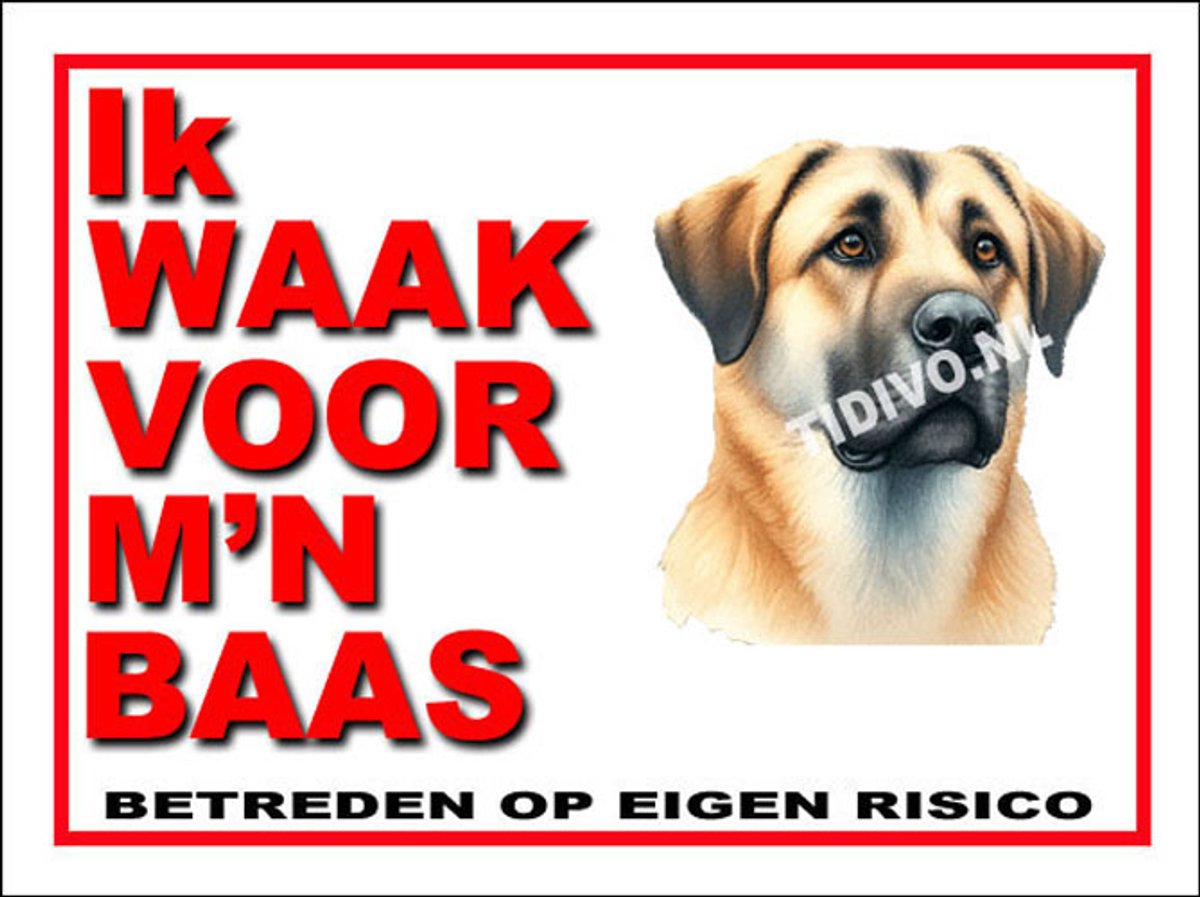 Argentijnse Dog 9