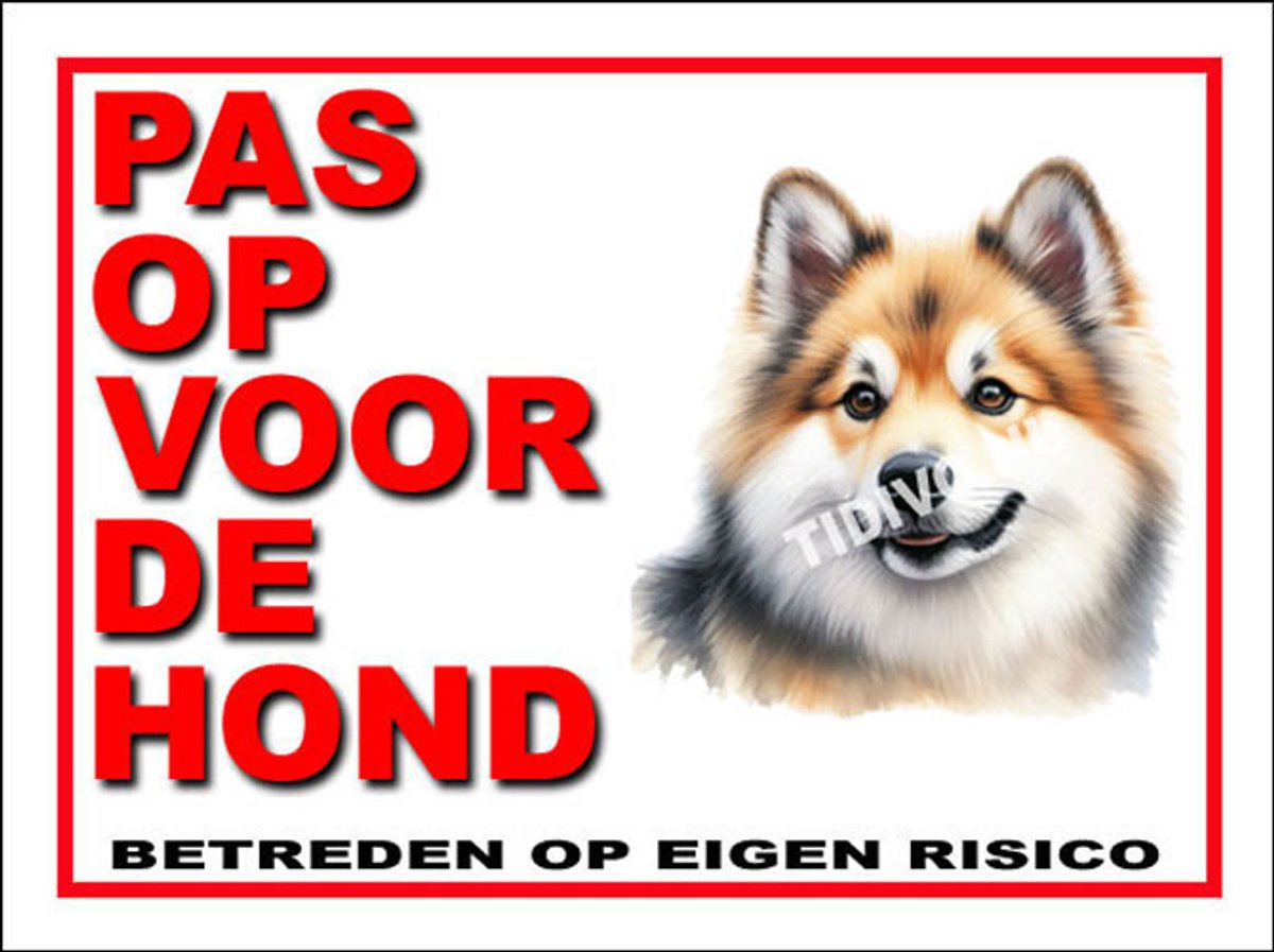 Noorse Buhund 13