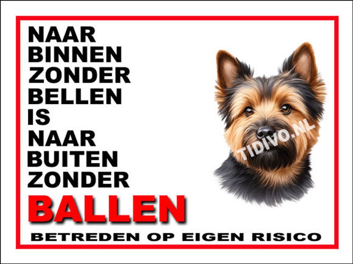 Norwich Terrier 11