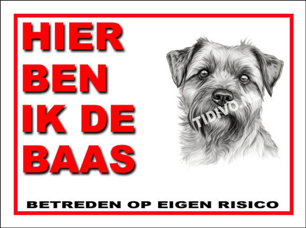 Norfolk Terrier 2
