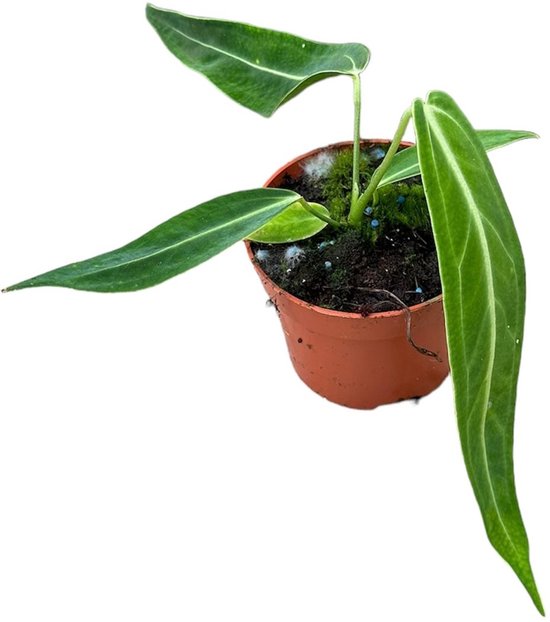 Anthurium Warocqueanum Kamerplant Potmaat Ø10,5 cm |Vers Van De Kweker