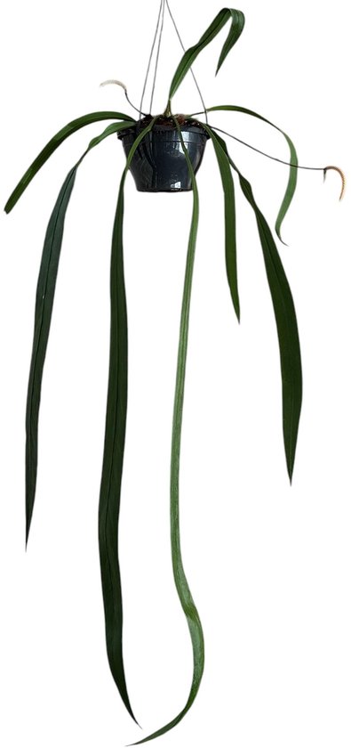 Anthurium Vittarifolium Kamerplant Potmaat Ø20 cm |Vers Van De Kweker