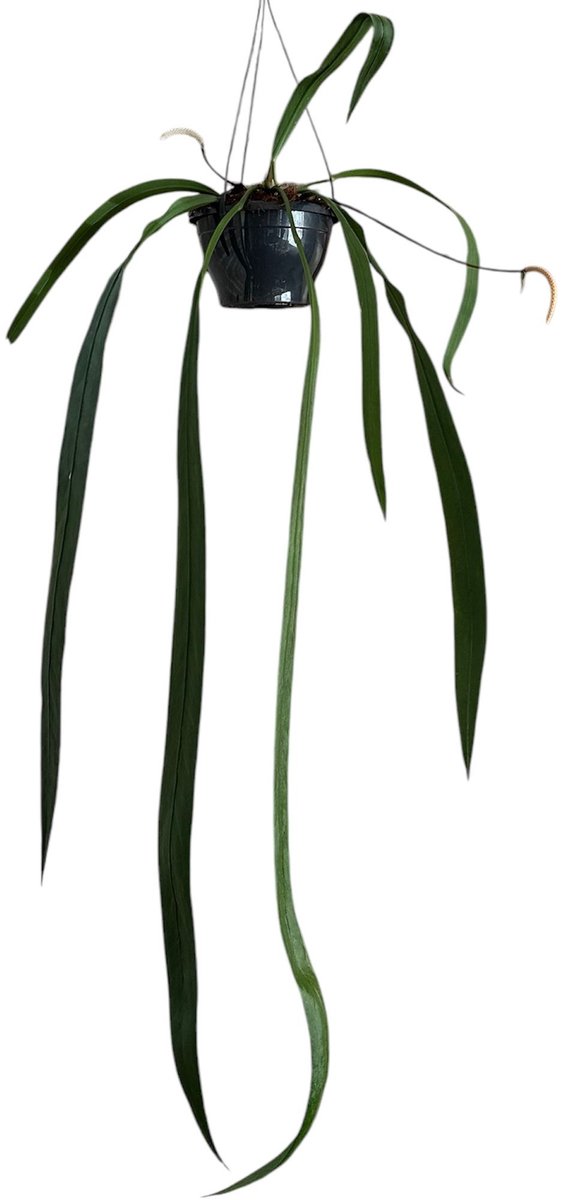 Anthurium Vittarifolium Kamerplant Potmaat Ø20 cm |Vers Van De Kweker