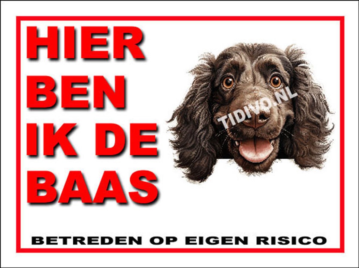 Boykin Spaniel 2