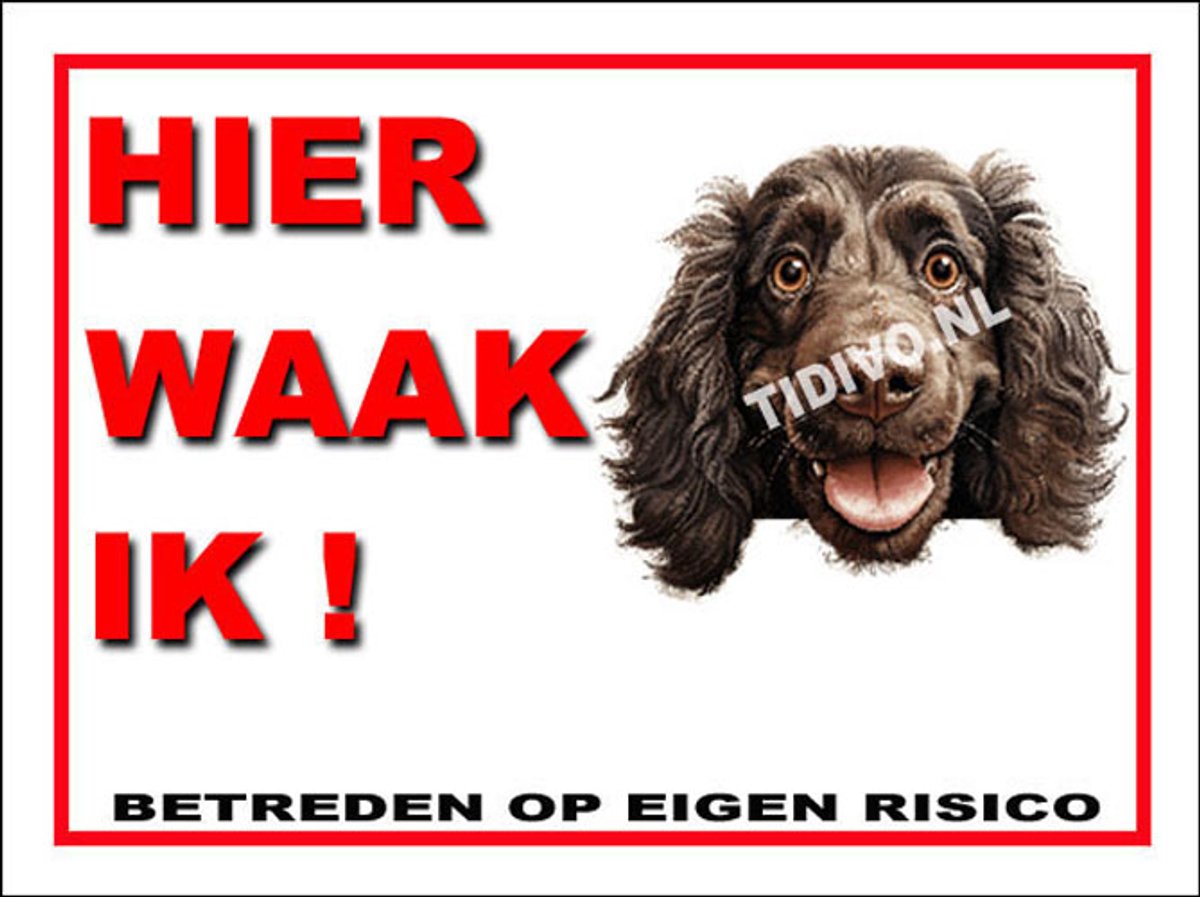 Boykin Spaniel 3