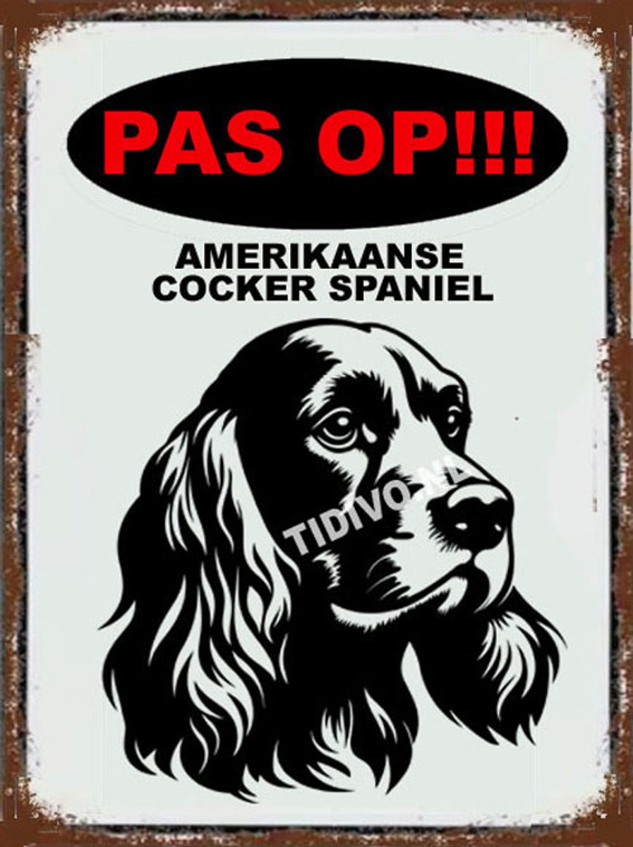 Amerikaanse Cocker Spaniel 17