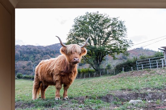 Peel & stick Fotobehang - Majestic Highland Serenity - 250x200 centimeter