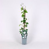 3 pièces | Clématite 'Gladys Picard' C2 60-70 cm