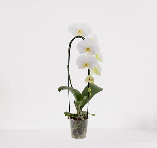 Phalaenopsis Cascade wit – bloeiende witte Orchidee – kamerplant - 50-65cm - Ø12 – grootbloemig - in kwekerspot – vers uit de kwekerij