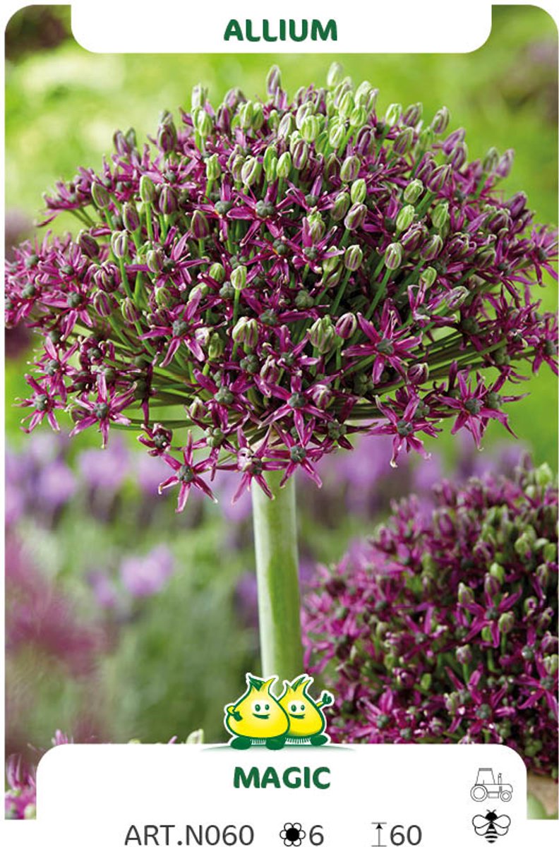 15 Allium Magic maat 14/+ - sierui