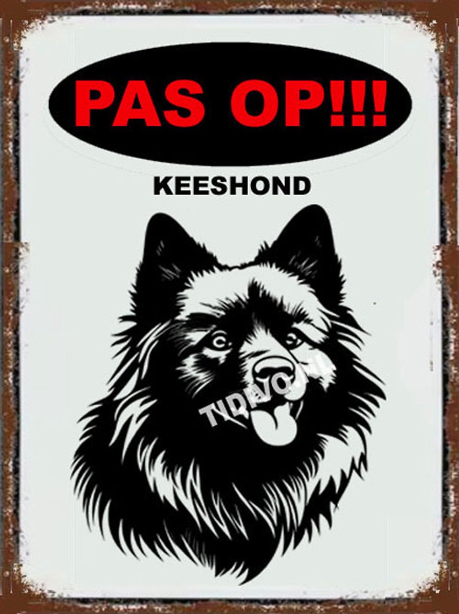 Keeshond 17