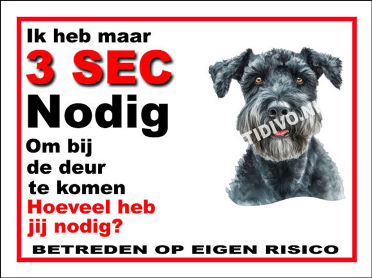 Kerry Blue Terrier 6