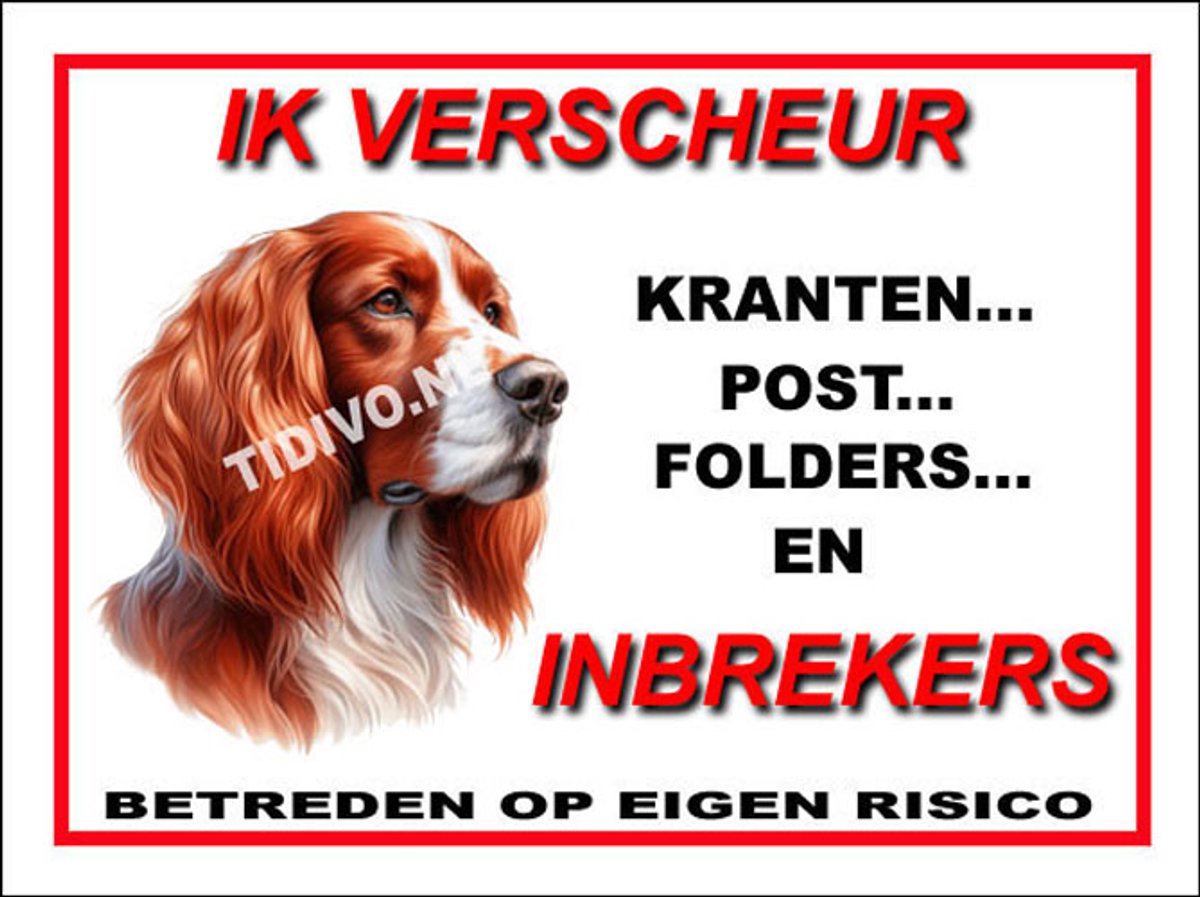 Ierse Setter 8
