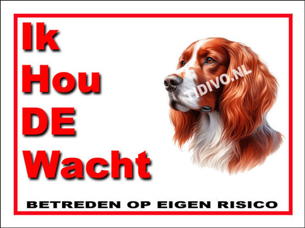 Ierse Setter 7