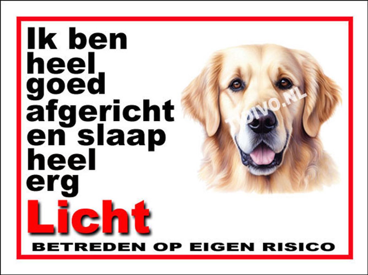 Golden Retriever 4